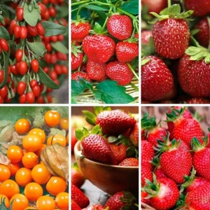 Un set di semi ""Verdure utili"". Ucraina. Semi selezionati NON OGM (120) - Foto 1 di 1