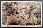c. 1910s Australia Rose Series Postcard-Stony Creek Ferns, Mount Macedon Unused