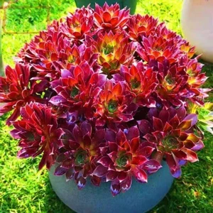 Aeonium 'Phoenix Flame Variegated 🏵️cutting Succulent - Picture 1 of 5