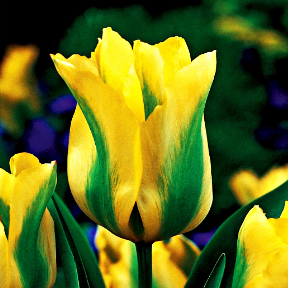 Tulpen Blumenzwiebeln Zwiebeln Blumen Viridiflora Tulpe Formosa 5 St. - Bild 1 von 1