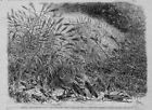MINNESOTA GRASSHOPPER PLAGUE IN SOUTHWESTERN PORTION OF MINNESOTA 1874 HISTORY