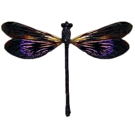 Euphaea variegata VERSO púrpura libélula damisela Indonesia ENVASADO/MONTADO Foto 1 de 1