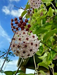 Hoya Carnosa Chelsea Wax house Plant Live in 4" pot - Picture 1 of 2