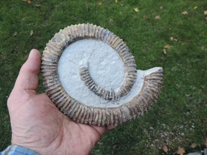 Heteromorpher Ammonit (Aegocrioceras cf. raricostatum) aus Resse bei Hannover - Bild 1 von 6