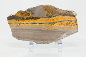 Bumble Bee Jasper Polished Slab Slice 211mm 520g Rare Yellow Stone H2256 - Picture 1 of 11