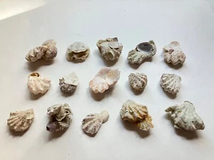 Posten 15 Muschel verbunden Florida Bärentatze Kätzchen Pfoten Muscheln Muschel Basteln - Bild 1 von 8