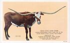 San Antonio Buckhorn Curiosity Shop Texas Longhorn Steer Linen 1940 TX 