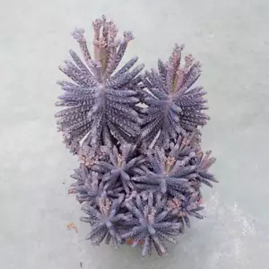$Mother Of Millions (Kalanchoe tubiflora) semillas de plantas tolerantes a la sequía -100 SEMILLAS - Imagen 1 de 1
