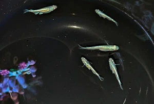 Blue Miyuki Medaka Rice Fish Eggs 20+ Fertilized - Picture 1 of 2