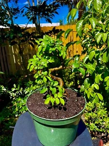 CHINESE ELM  Pre-Bonsai /Bonsai Tree  Cold Hardy / Tiny leaves 8 years old - Picture 1 of 6