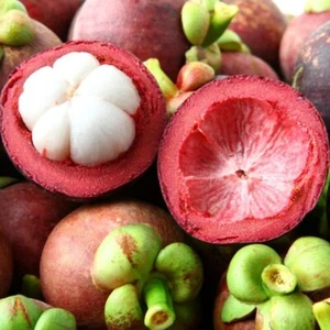 Mangosteen Grafted Plant Fruit Tree Tropical Garcinia Mangostana Thailand 18'' - Picture 1 of 19