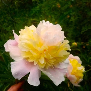 @//(◕‿◕)\\@ ANGEBOT : Paeonia Pfingstrosen " TOP BRASS " - Bild 1 von 1