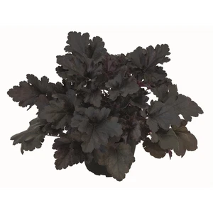 Heuchera "Black Pearl" - Campanilla púrpura "Black Pearl" en maceta 12 cm - 12 cm - Imagen 1 de 1