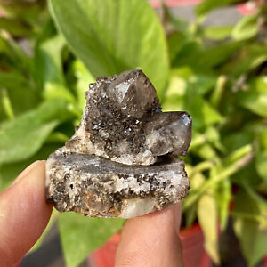 41G  Rare SMOKY PHANTOM SPIRIT QUARTZ Fairy Cactus Crystal Mineral Cluster