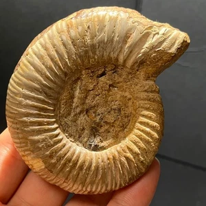 143G Raro Natural Caracola Fósil Especímenes de Madagascar - Imagen 1 de 18