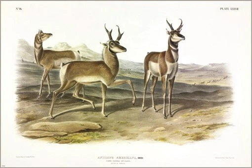 Póster artístico ilustración vintage de antílope con cuernos puntiagudos de John James Audubon Foto 1 de 1