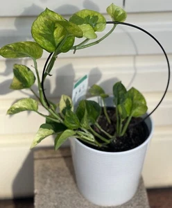 EPIPREMNUM VARIEGATED AUREUM 'GREEN QUEEN' ROOTED CUTTINGS INDOOR PLANTS 020-5 - Picture 1 of 6