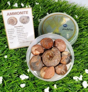8 Stück Spezialkörbe Konvolut Paket ganzer Perm Ammonit Fossil Weichtiere - Bild 1 von 11