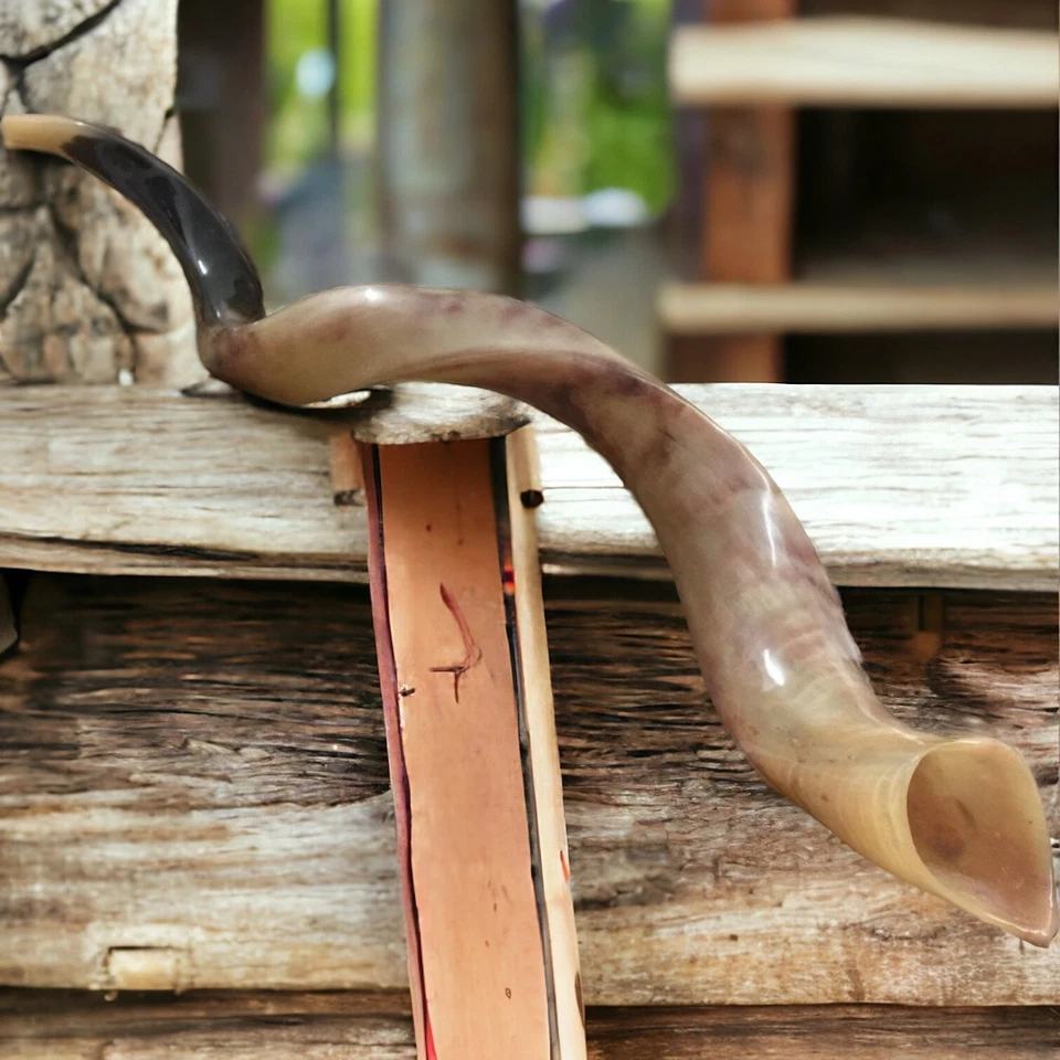 40" Large Jewish Shofar Full Polished Yemenite Kudu Horn Synagogue Israel Temple - Image 1 of 4