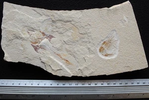 Coccodus 60 Crusher Fish +  Shrimp - Cretaceous Fossils directly from Lebanon - Picture 1 of 3