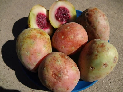 XOCONOSTLE OPUNTIA MATUDAE PUEBLA VARIEDAD 12 SEMILLAS especialmente escarificadas-tratadas Foto 1 de 4