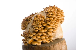 Nameko Grain spawn 1kg mushroom mycelium fully colonised - Rootlab - Picture 1 of 1