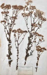 Botánica - Placa Herbario S.XIX - Hierbas Secas - Corymbifères 35 - Imagen 1 de 3