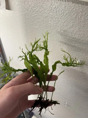 Java Fern "Windelov Live Aquarium Plant - Image 1 of 3