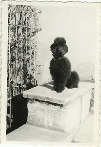 ALTES FOTO - VINTAGE SNAPSHOT - TIER HUND PUDEL LUSTIG - DOG POODLE - Bild 1 von 1