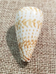 Conus Inscriptus 44,5 mm Reeve, 1843 Thailandia 1990 esemplare d'oro ⭐ - Foto 1 di 9