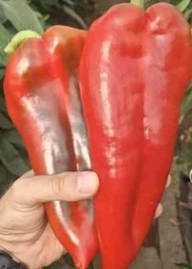 SWEET PEPPER Elephant Ear Red Slonovo Uvo pepper 50/100 seeds - Picture 1 of 3