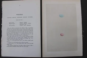 Birds, Nests, Eggs, F.O.Morris, 1875 - Picture 1 of 3