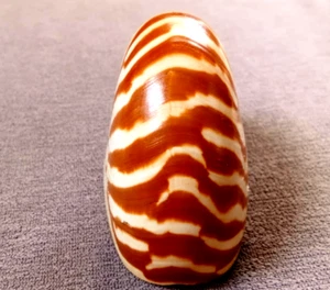 Chamber nautilus pompillius 74mm SMALL 2inches up ,special CHOCO-BROWN pattern - Picture 1 of 8
