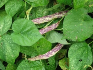 BUSH BEAN Tongue of Fire 40Seeds HEIRLOOM vegetable garden (Phaseolus vulgaris) - Picture 1 of 3