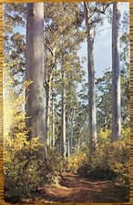 A Karri Glade Vintage Photo Postcard, Australian Bush Card, Unposted