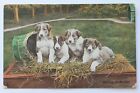Old Raphael Tuck postcard WAITING FOR MOTHER, Animal Life Series, Puppy Dogs