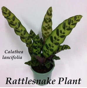 ~RATTLE SNAKE~ Calathea lancifolia LANCE LEAF PRAYER PLANT Live sml potted plant - Picture 1 of 3
