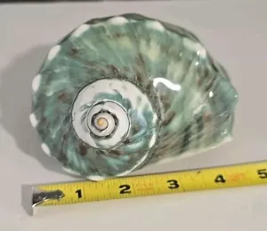 Jade Polished Turbo Turban Marbled Genuine Natural Seashell 5" - Picture 1 of 9