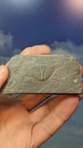 Britischer Trilobit Ogyginus corndensis​ Heckteil, Wales. Wie abgebildet. Verpackt. - Bild 1 von 5