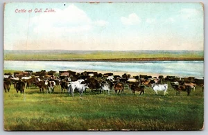 Cattle At Gull Lake Saskatchewan Canada UNP Unused DB Postcard E14 - Picture 1 of 2