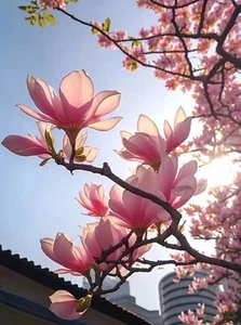 20 Magnolia Tree Seeds Saucer Mix Pink/White Flowers Chinese Magnolia - Picture 1 of 14