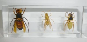 Tiger Hornet + Yellow Wasp + Black Shield Wasp Set in Clear Resin Block BK3S - Picture 1 of 8
