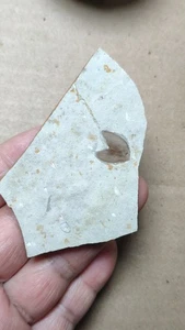 25g Rare natural Plant specimen - Picture 1 of 11