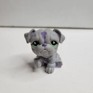 Littlest Pet Shop esclusivo cane Bulldog grigio e viola con accento #916 occhi verdi - Foto 1 di 5