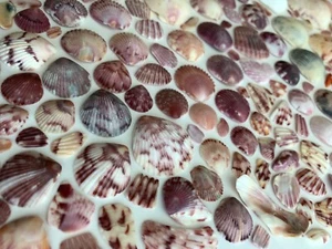 166 Atlantic Calico Scallop Seashell Fragments 1.75" beach crafts art shells USA - Picture 1 of 12