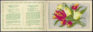 WIX (J) - KENSITAS FLOWERS (EXTRA LARGE, PLAIN) - PARROT TULIP, DARWIN TULIP - Picture 1 of 2