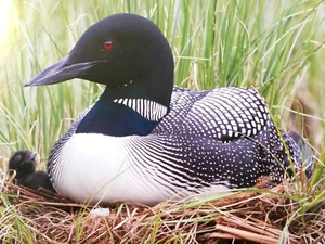 Set 2 Livingbird Magazin v36 #2 v37#3 2017-18 Cornell Ornithologie Loon Falcon + - Bild 1 von 9