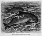 Tümmler (Tursiops truncatus) Delfin Holzstich von 1891