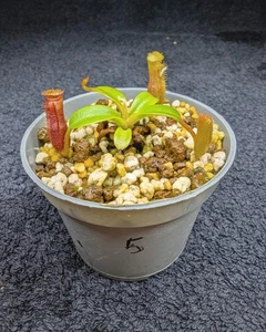 Nepenthes edwardsiana 05 (Seedgrown) - Bild 1 von 3