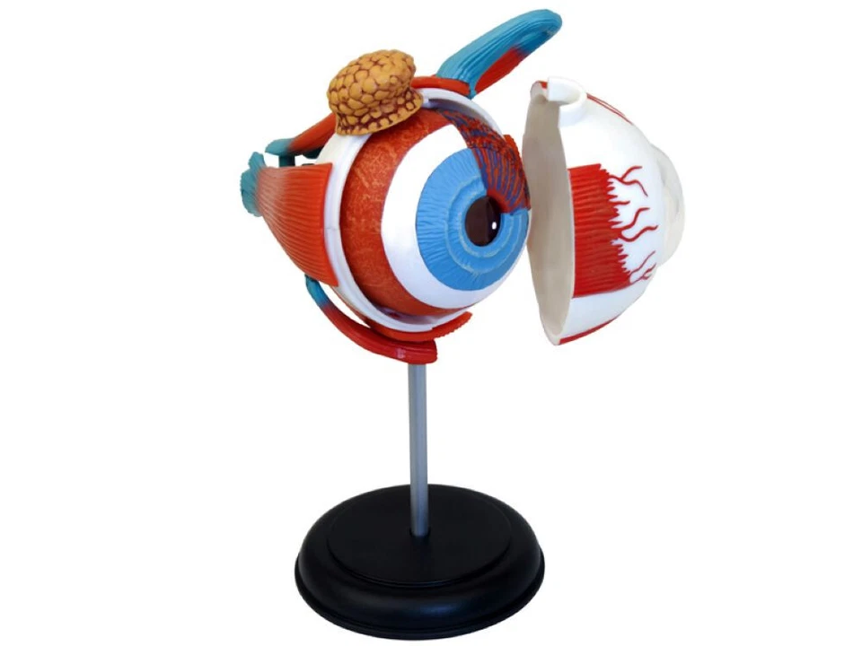 FAME MASTER ANATOMIE-MODELL AUGE Augenmodell Lernmodell Mensch Augen Anatomie Lernen °°NEU°°